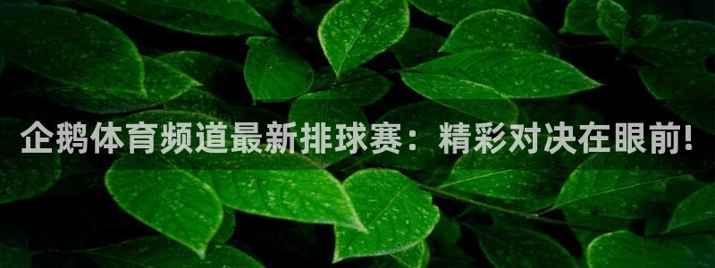 企鹅体育频道最新排球赛：精彩对决在眼前!