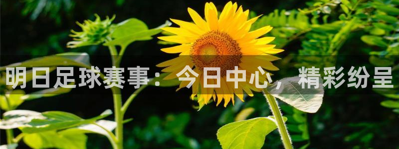 明日足球赛事：今日中心，精彩纷呈
