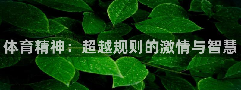 体育精神：超越规则的激情与智慧